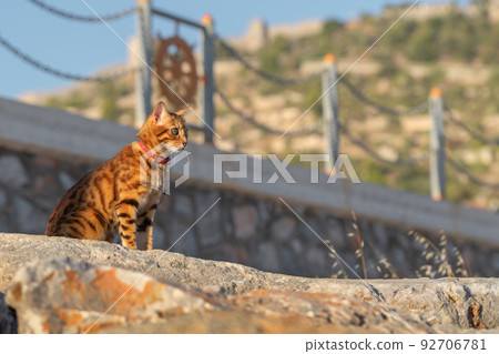 A cat, illuminated by the rays of the rising sun, sits on a stone A cat, illuminated by the rays of the rising sun, sits on a stone 92706781