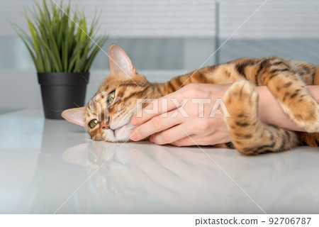 A womans hand caresses a cat. 92706787