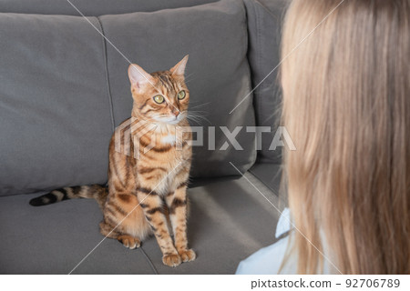 A domestic cat sits on a sofa and looks at its owner. A domestic cat sits on a sofa and looks at its owner. 92706789