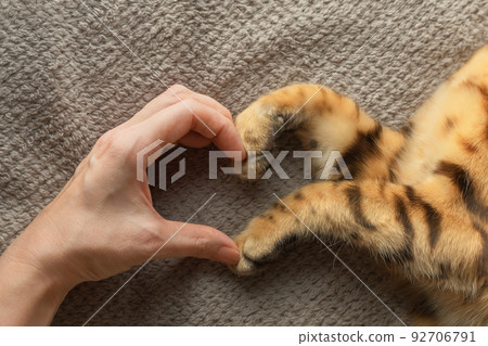 The hand of the girl and the paws of the cat form a symbol of the heart. The hand of the girl and the paws of the cat form a symbol of the heart. 92706791
