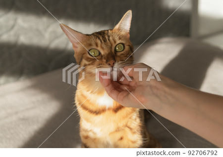 The cat is sitting on the bed with a happy muzzle. A woman's hand caresses a cat. 92706792
