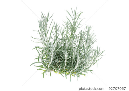 Helixum咖哩廠 92707067