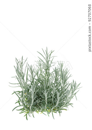 Helixum咖哩廠 92707068