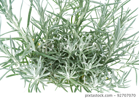 Helixum Curry Plant Helixum Curry Plant 92707070