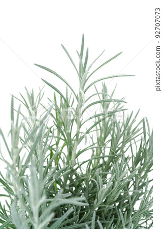Helixum Curry Plant Helixum Curry Plant 92707073