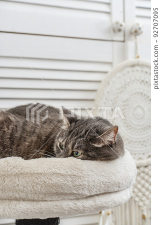 Gray tabby cat relaxing on cat tree scratching post 92707095
