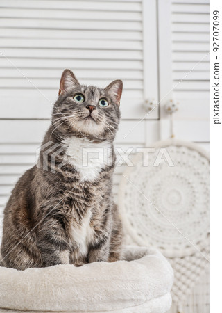 Gray tabby cat sitting on cat tree scratching post 92707099