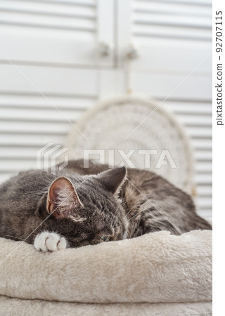 Gray tabby cat relaxing on cat tree scratching post Gray tabby cat relaxing on cat tree scratching post 92707115