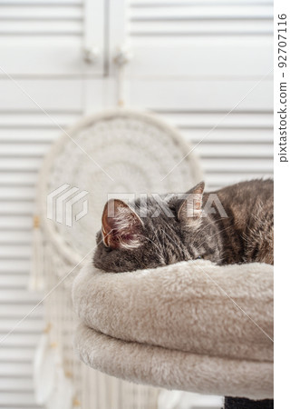 Gray tabby cat relaxing on cat tree scratching post 92707116