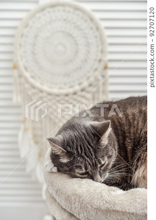 Gray tabby cat relaxing on cat tree scratching post 92707120