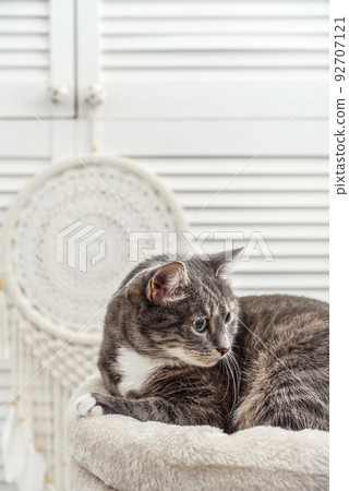 Gray tabby cat relaxing on cat tree scratching post 92707121