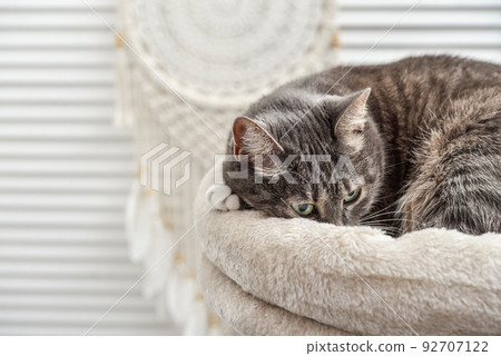 Gray tabby cat relaxing on cat tree scratching post Gray tabby cat relaxing on cat tree scratching post 92707122