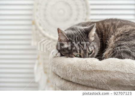 Gray tabby cat relaxing on cat tree scratching post 92707123
