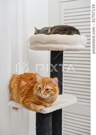 Gray and red cat on the cat tree scratching post 92707139