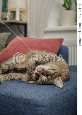 Cute cat lying on a sofa 92707171