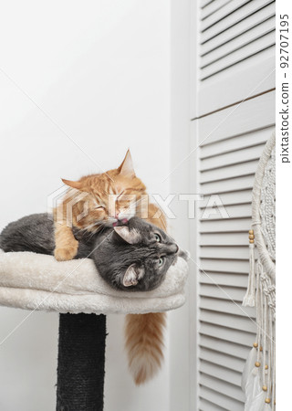 Gray and red cat on the cat tree scratching post 92707195
