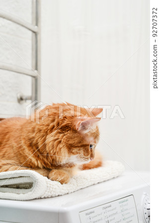 cat laying on top of washing machine cat laying on top of washing machine 92707372