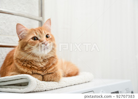 cat laying on top of washing machine 92707383