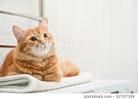 cat laying on top of washing machine 92707384