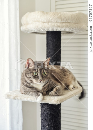 Gray tabby cat relaxing at the cat tree scratching post 92707397