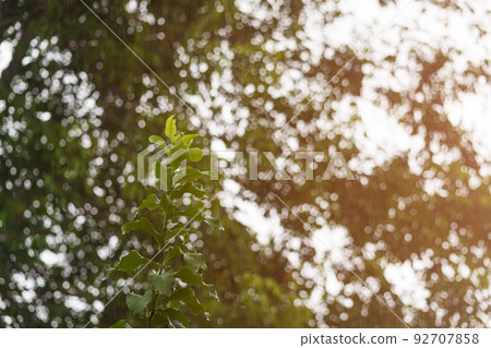 Rainy day background with water drop on green leave. Rainy day background with water drop on green leave. 92707858