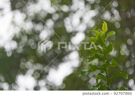 Rainy day background with water drop on green leave. Rainy day background with water drop on green leave. 92707860