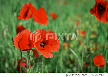 Field with blooming Poppy Flowers Field with blooming Poppy Flowers 92707902