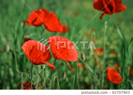 Field with blooming Poppy Flowers Field with blooming Poppy Flowers 92707903