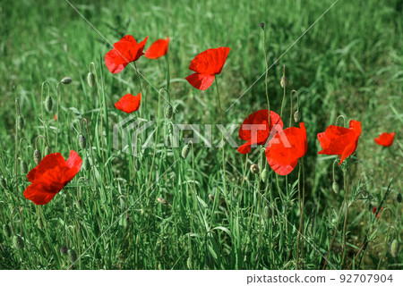 Field with blooming Poppy Flowers Field with blooming Poppy Flowers 92707904