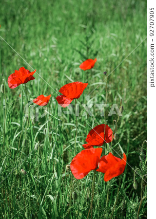 Field with blooming Poppy Flowers Field with blooming Poppy Flowers 92707905
