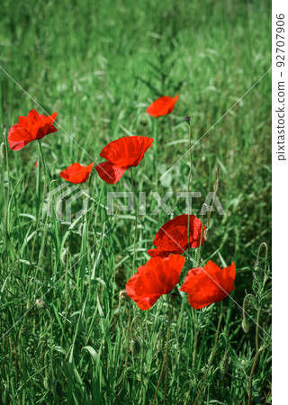 Field with blooming Poppy Flowers 92707906