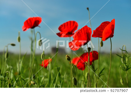 Field with blooming Poppy Flowers Field with blooming Poppy Flowers 92707907