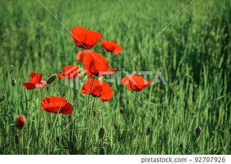 Field with blooming Poppy Flowers 92707926