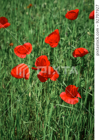 Field with blooming Poppy Flowers 92707927