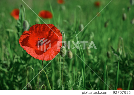 Field with blooming Poppy Flowers 92707935