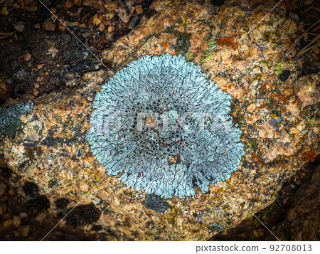 Lecanora lichen is growing on the stone in wild nature. Lichen is composite symbiotic organism consisting of algae, bacteria and fungi. 92708013