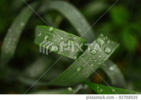 Green spikelets with blurred background 92708026