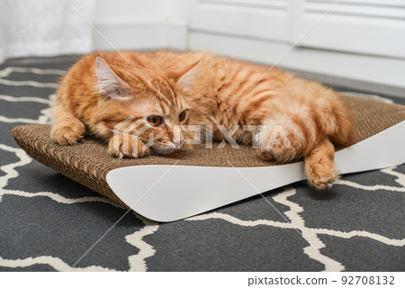 Cute ginger cat lying on the scratching post Cute ginger cat lying on the scratching post 92708132