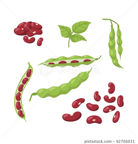 Set of pods of red bean leaves isolated on white background. Vector flat illustration of collection of bean elements for packaging design of healthy and fresh food. 92708831