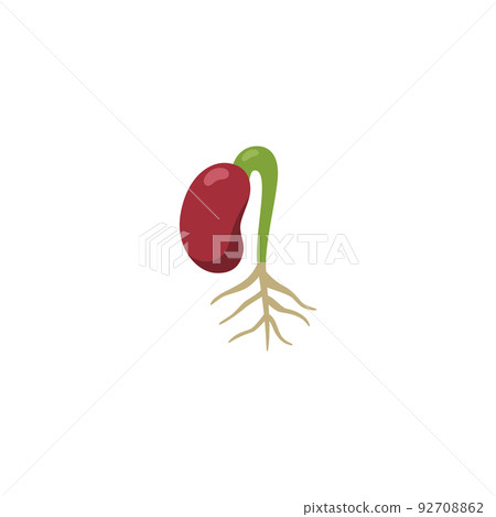 Red kidney bean seedling with root, flat cartoon vector illustration isolated. 92708862