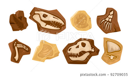 Dinosaur Skeleton Fossils Set 92709035