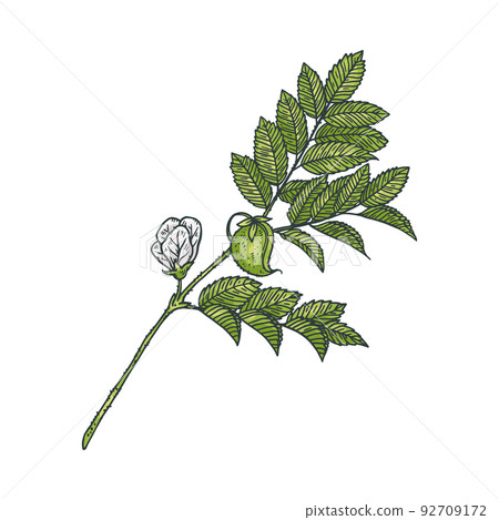 Flowering chickpea plant with flowers, sketch vector illustration isolated. Flowering chickpea plant with flowers, sketch vector illustration isolated. 92709172