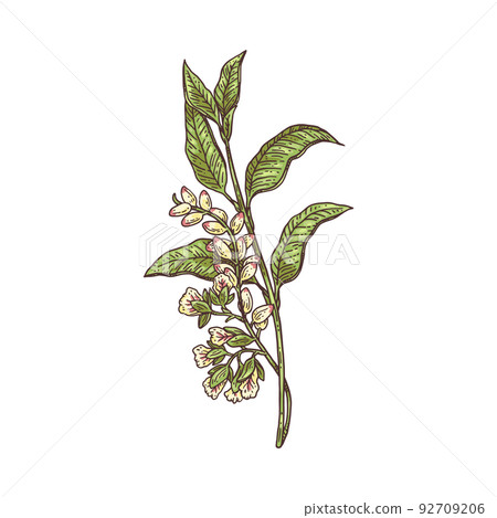 Cardamom blooming blossoming fresh branch, sketch vector illustration isolated. Cardamom blooming blossoming fresh branch, sketch vector illustration isolated. 92709206