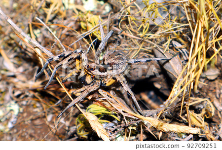 Large earthen wolf spider in its hole awaits prey. Close up. Lycosidae, Hogna. Entelegynae. Horror. Arachnidae, animals of the mountains of Spain Large earthen wolf spider in its hole awaits prey. Close up. Lycosidae, Hogna. Entelegynae. Horror. Arachnidae, animals of the mountains of Spain 92709251