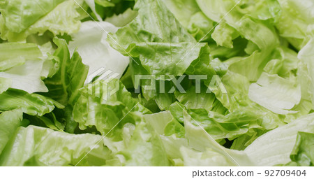Fresh lettuce green leave salad 92709404