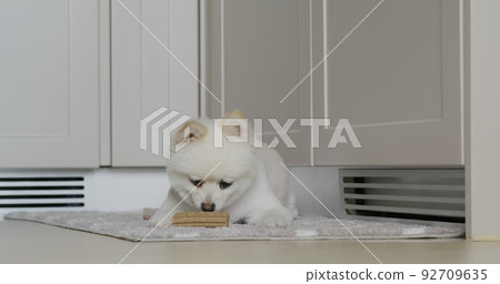 White pomeranian dog chew with her snack at home 92709635
