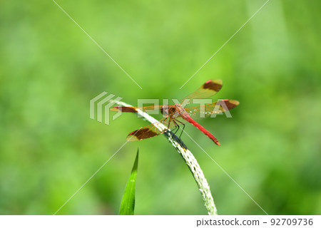 A red dragonfly perched on the grass, Hakushu Kou, Hokuto City 92709736