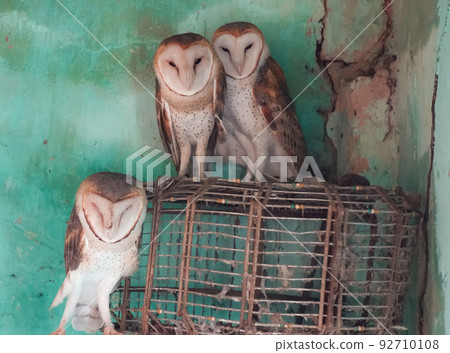 Closeup of owl in captivity, Brazil. Rehab center 92710108