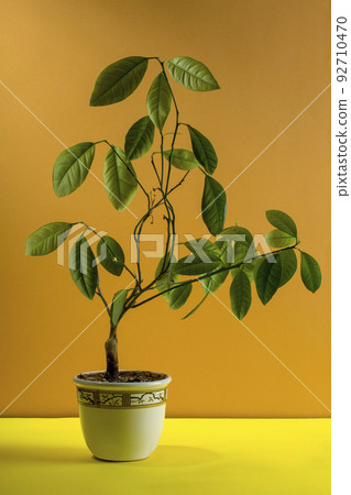 Calamondin bush fruitless on a brown background Calamondin bush fruitless on a brown background 92710470