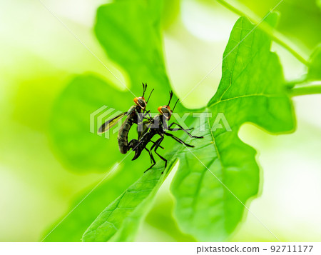 基於苦瓜葉的蜜月蜜蜂 基於苦瓜葉的蜜月蜜蜂 92711177